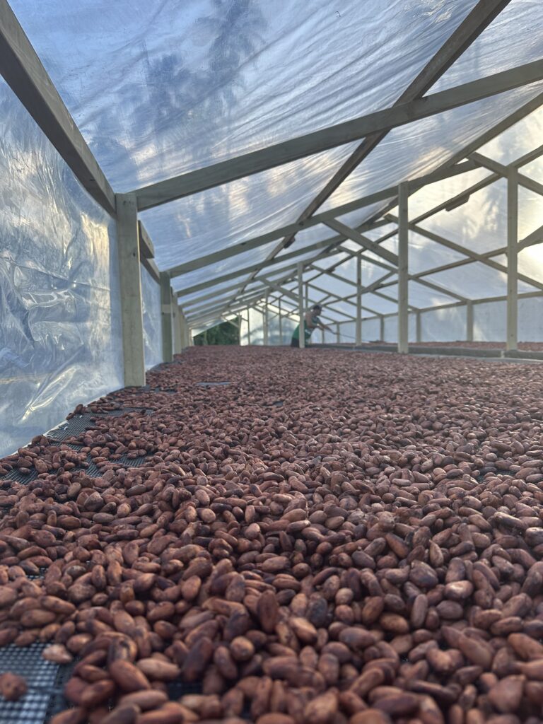 Cabosses - Windy chocolate factory